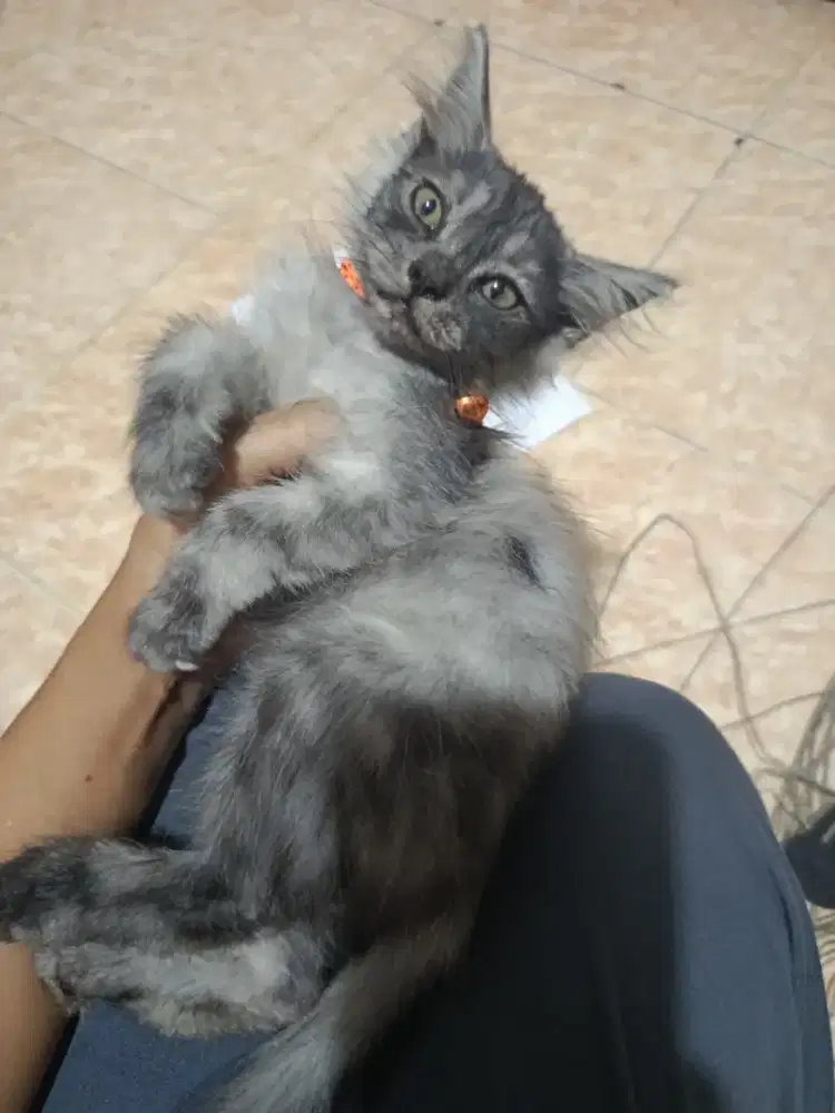 Open Addopt Kucing Persia Medium
