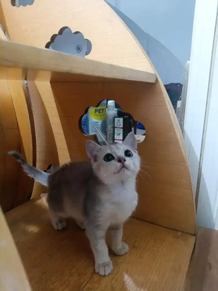 Kitten britis shthair