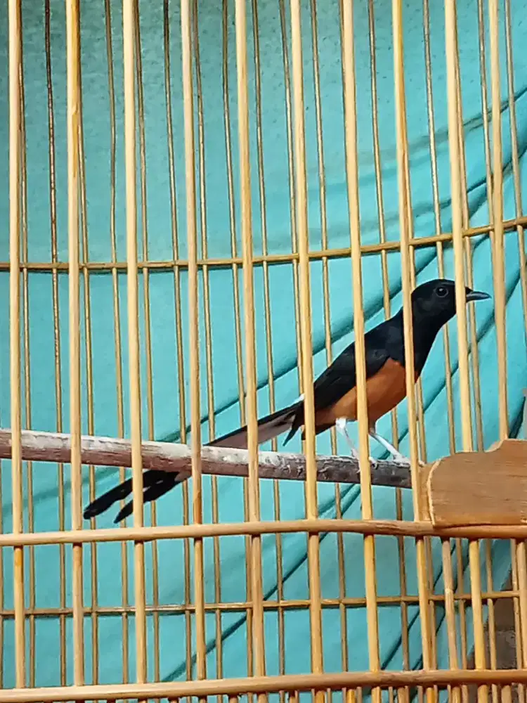 Murai Medan hutan