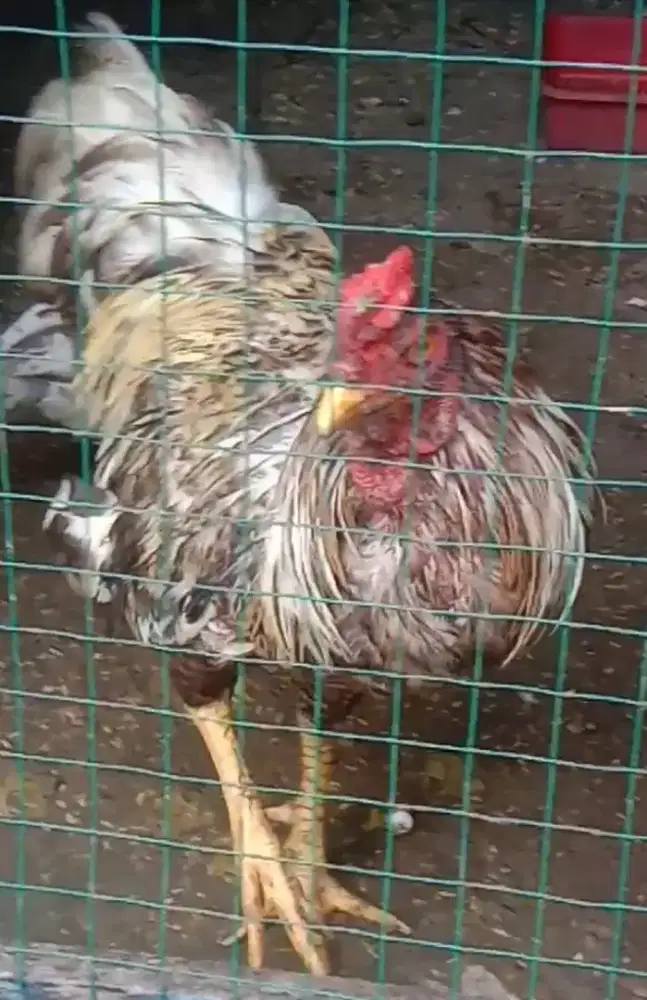Ayam jantan kampung