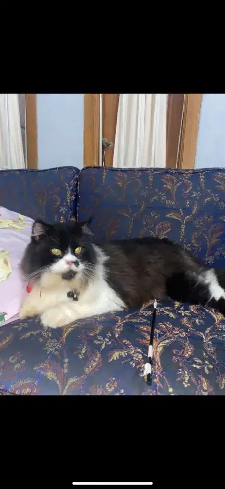Kandang 2 tingkat + kucing