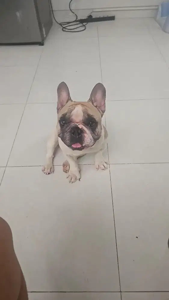 Pejantan French Bulldog 2 warna