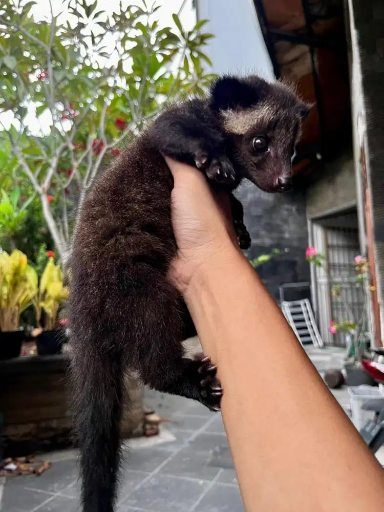 Baby musang bulan