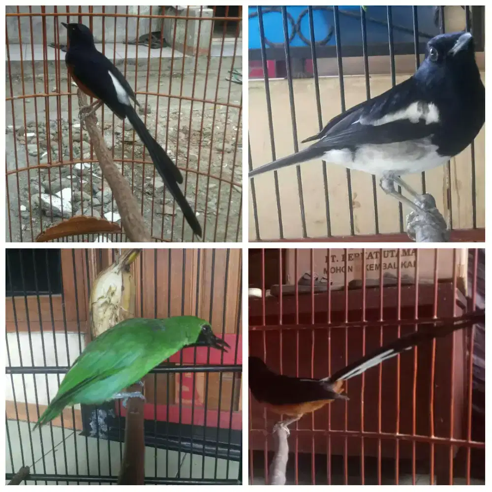Murai batu Medan ijo pilihan