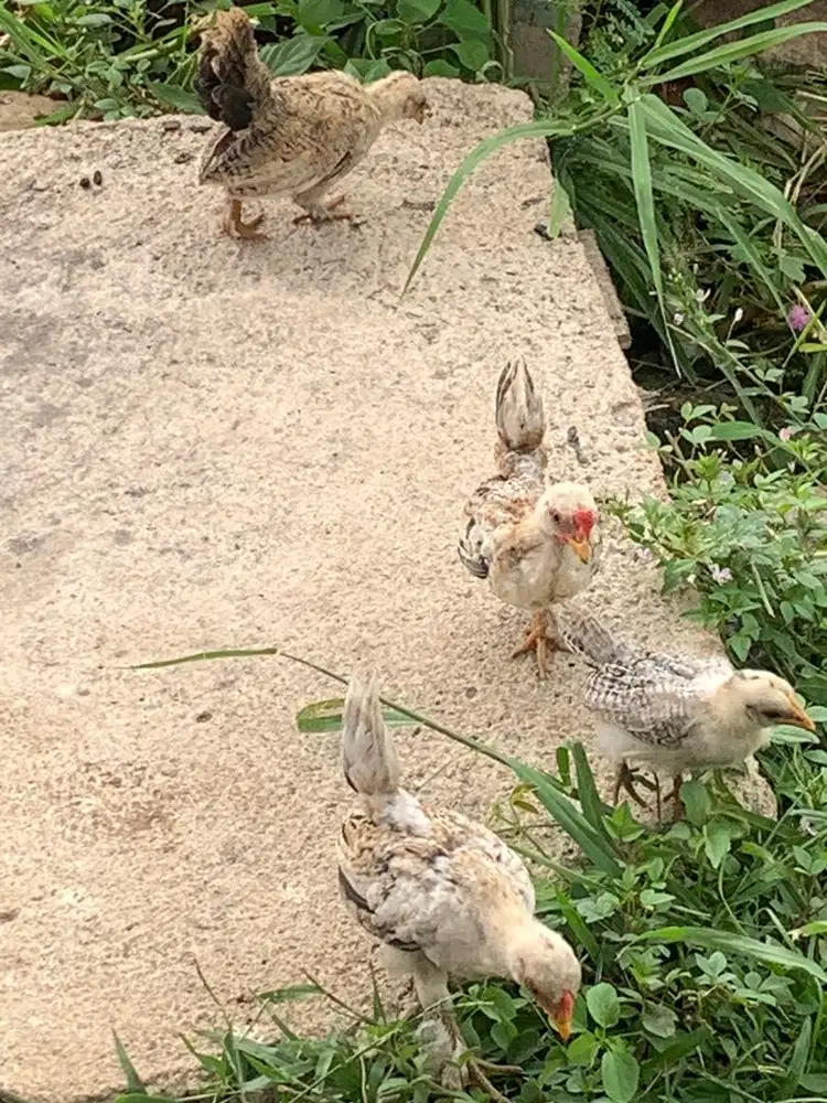 Dijual Anak ayam Kate