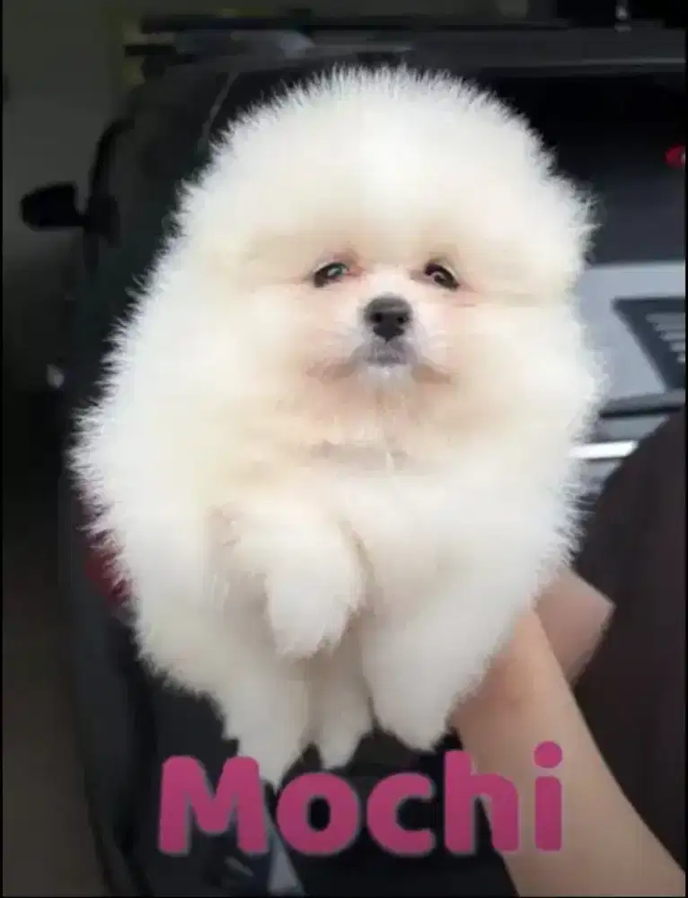 Minipom betina white puppies lucu surat lengkap