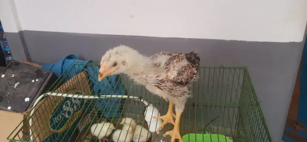 Anakan/pitik Ayam shamo