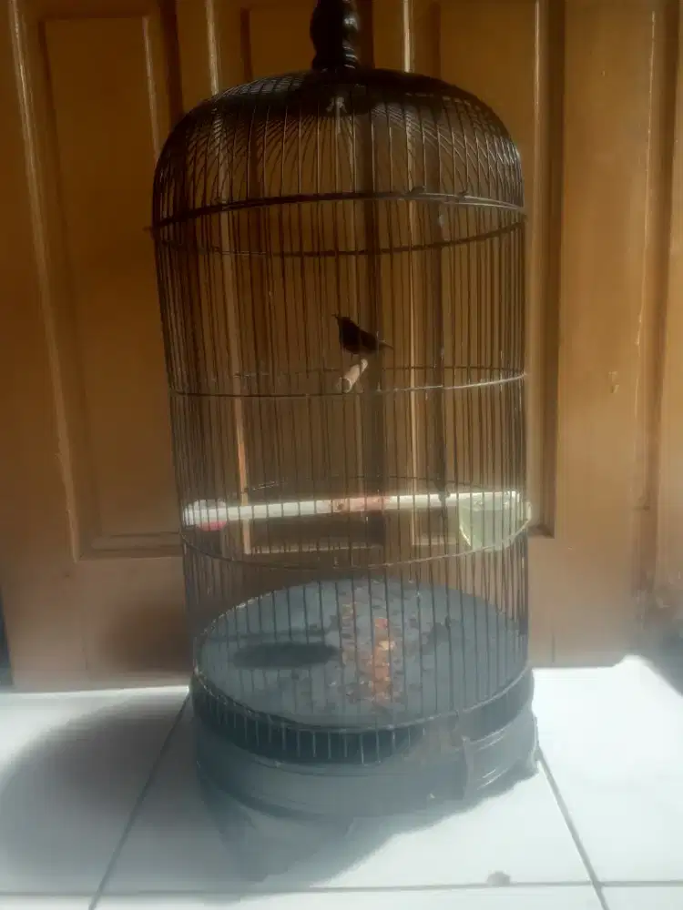 Burung kolibri ninja