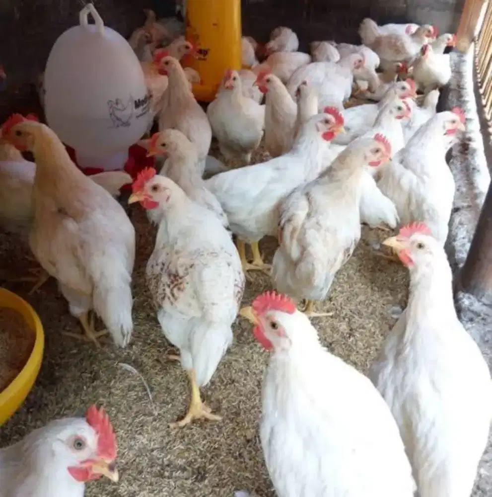 Ayam Pejantan Hidup/Potong