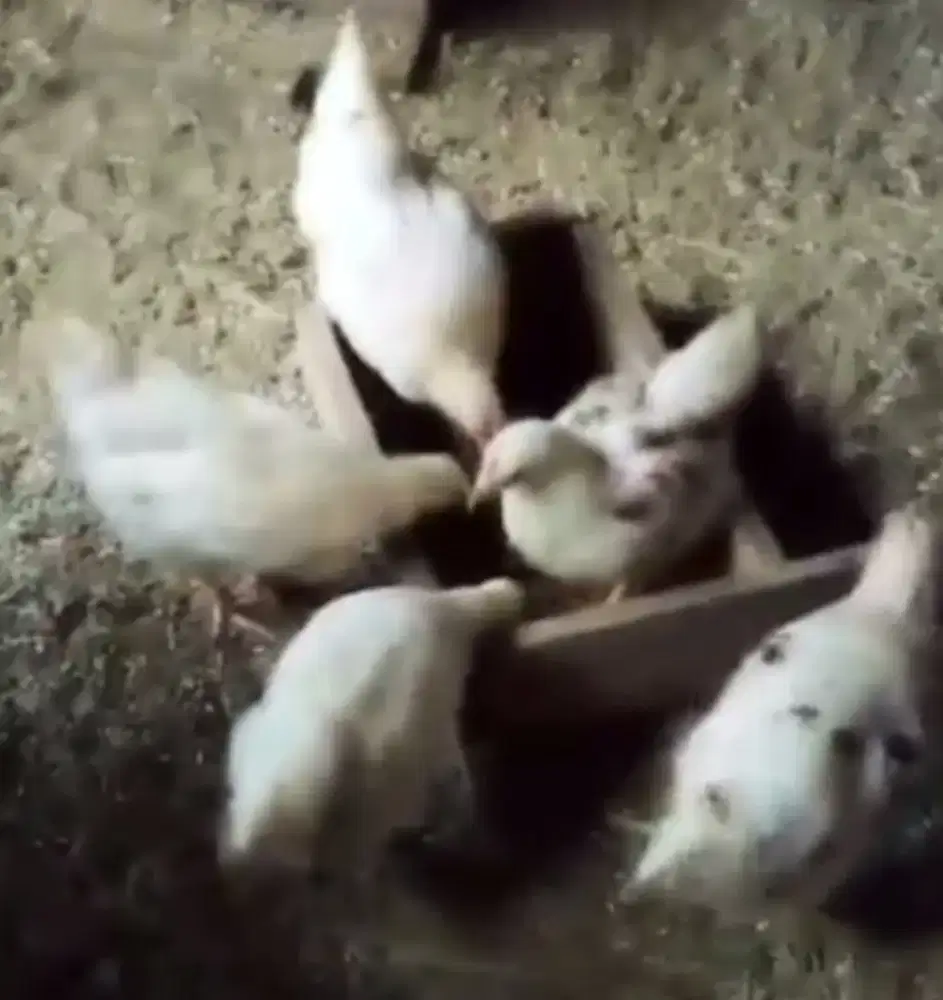 Di jual borongan 5 ayam muda siapan potong