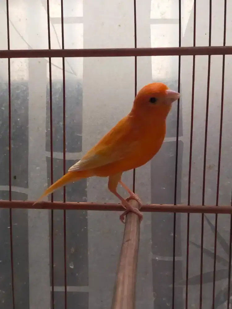 Burung kenari gacor door
