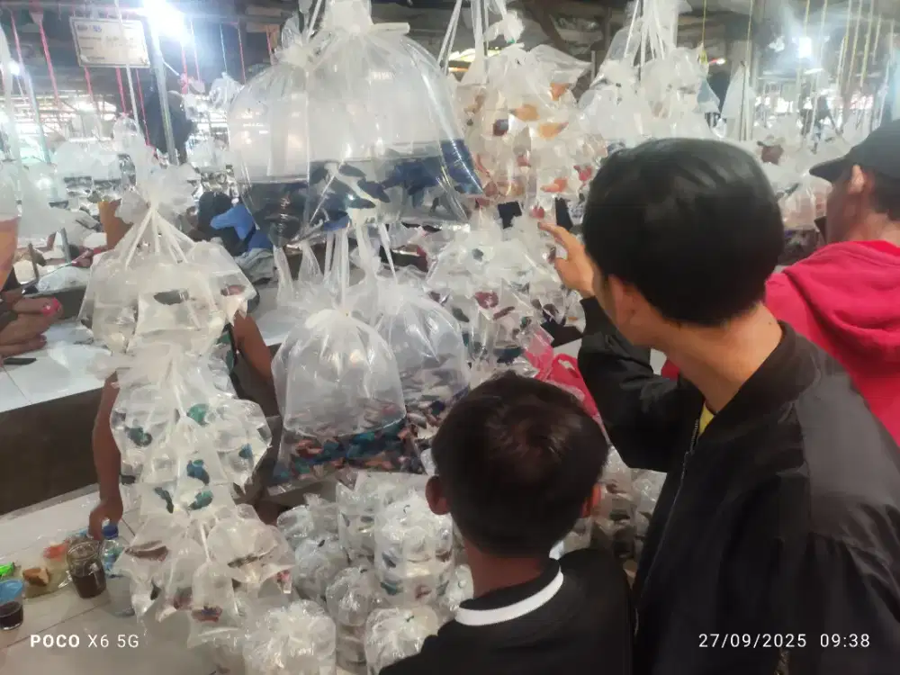 Ikan hias cupang  ikan aquascape lengkap ikan mas ikan koki