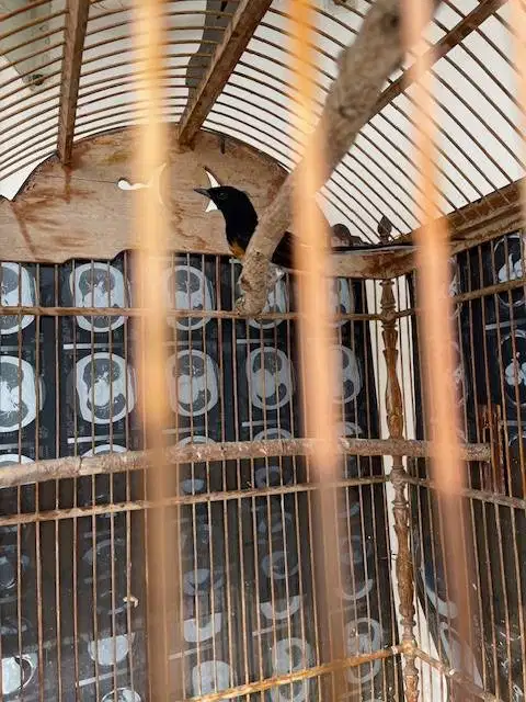 burung murai remaja suara ngeplong