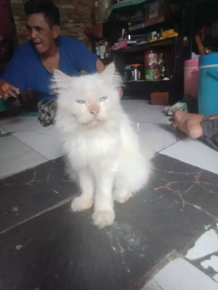 Kucing cewean lucu