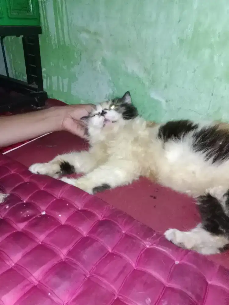 Kucing anggora betina