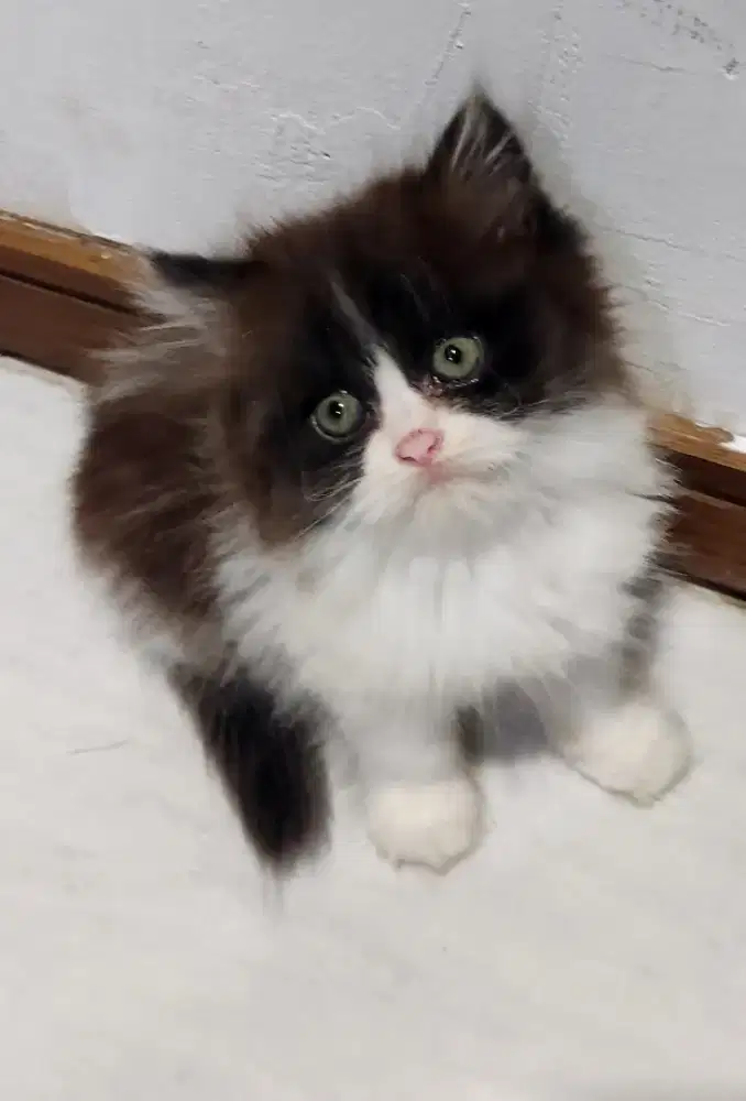 Kitten Betina Hitam Putih