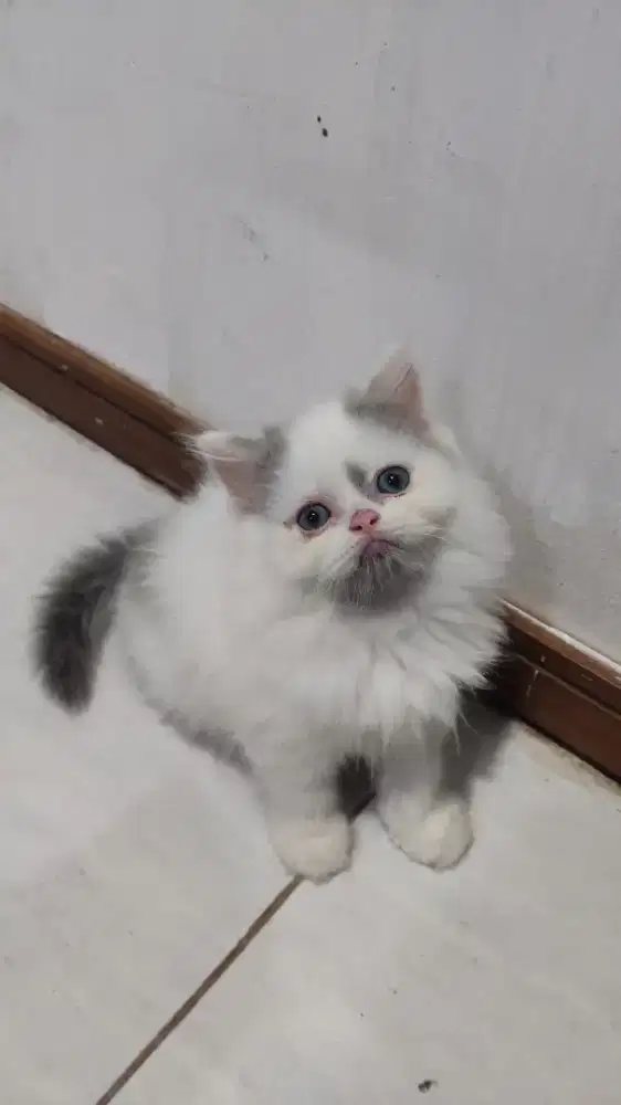 Kitten Betina Abu Putih
