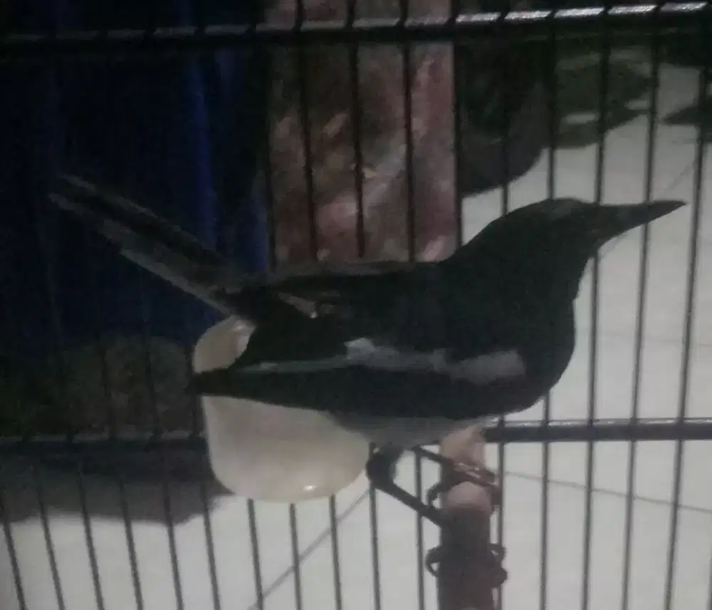 Burung Kacer rajin bunyi