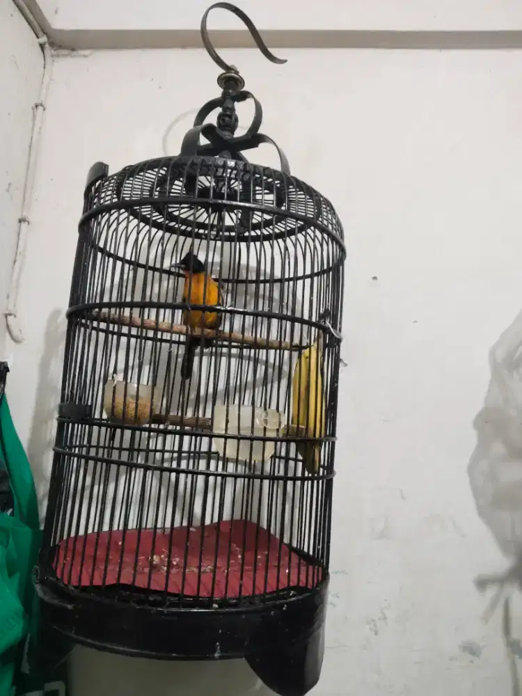 Jual burung kutilang emas buyi rajin tingal gantung