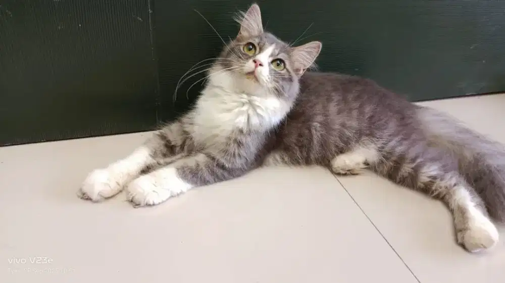 Kucing persia medium