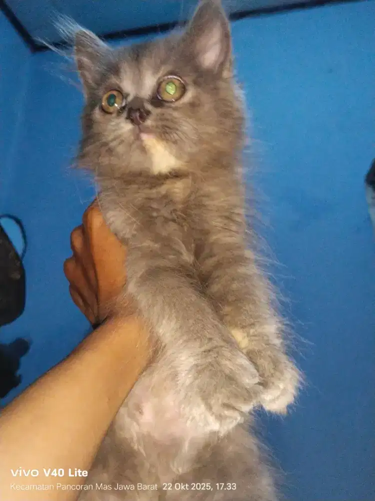 Kitten Persia betina