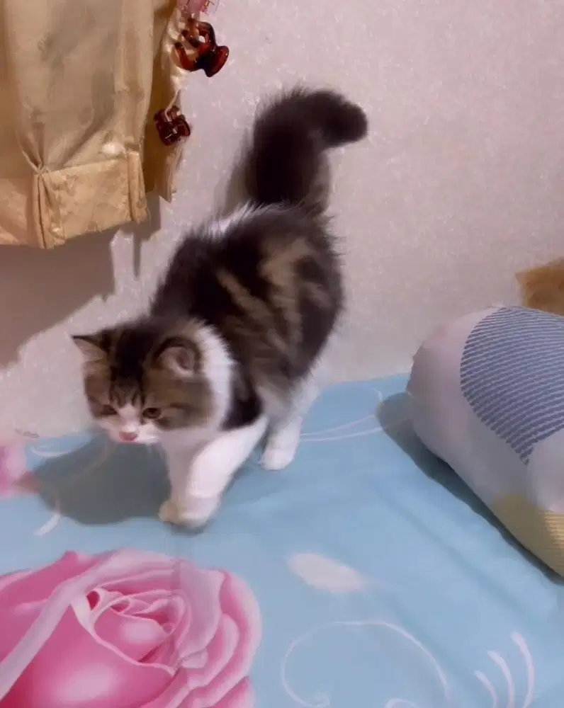 Kitten persia mix BSH