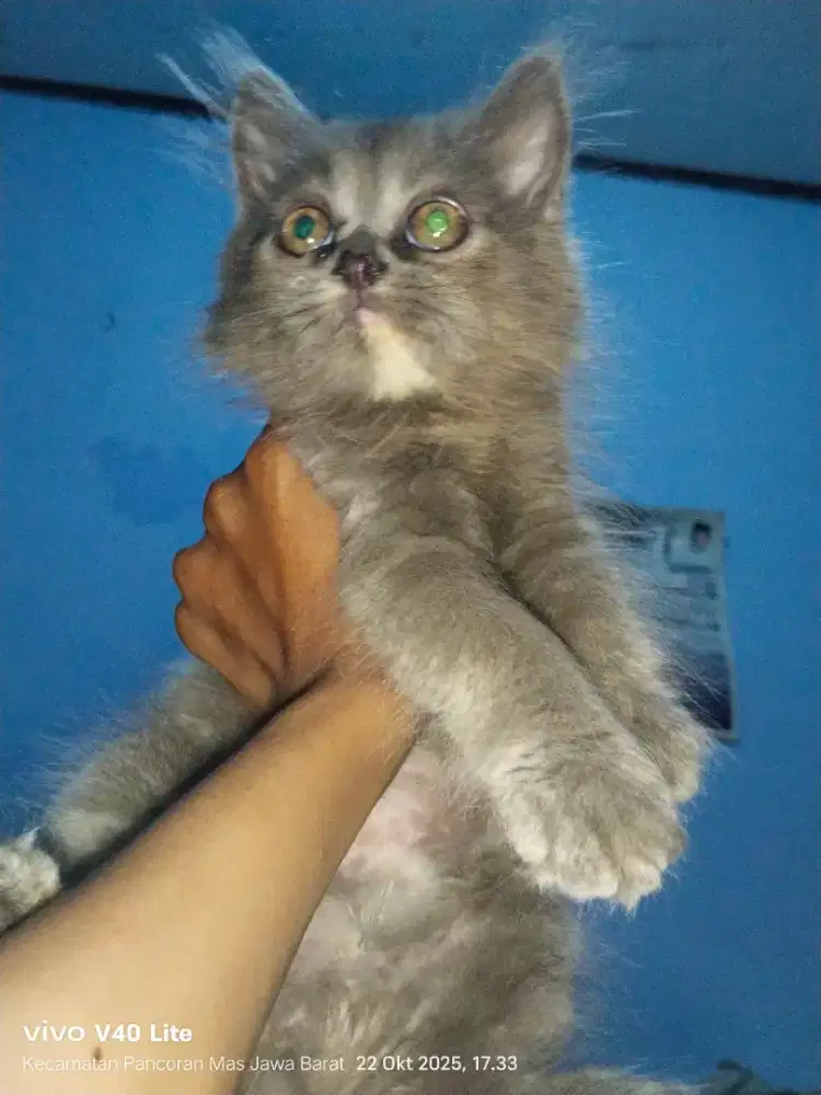 Kitten betina Persia