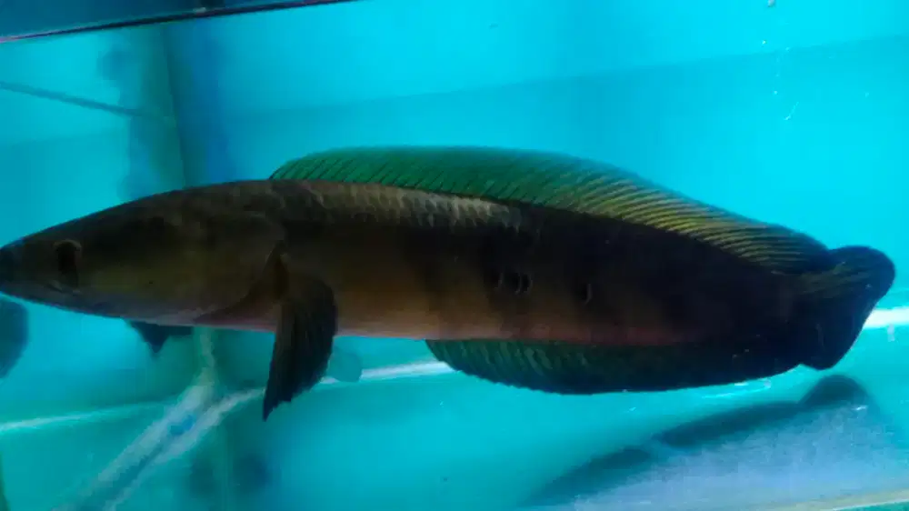Ikan chana red barito