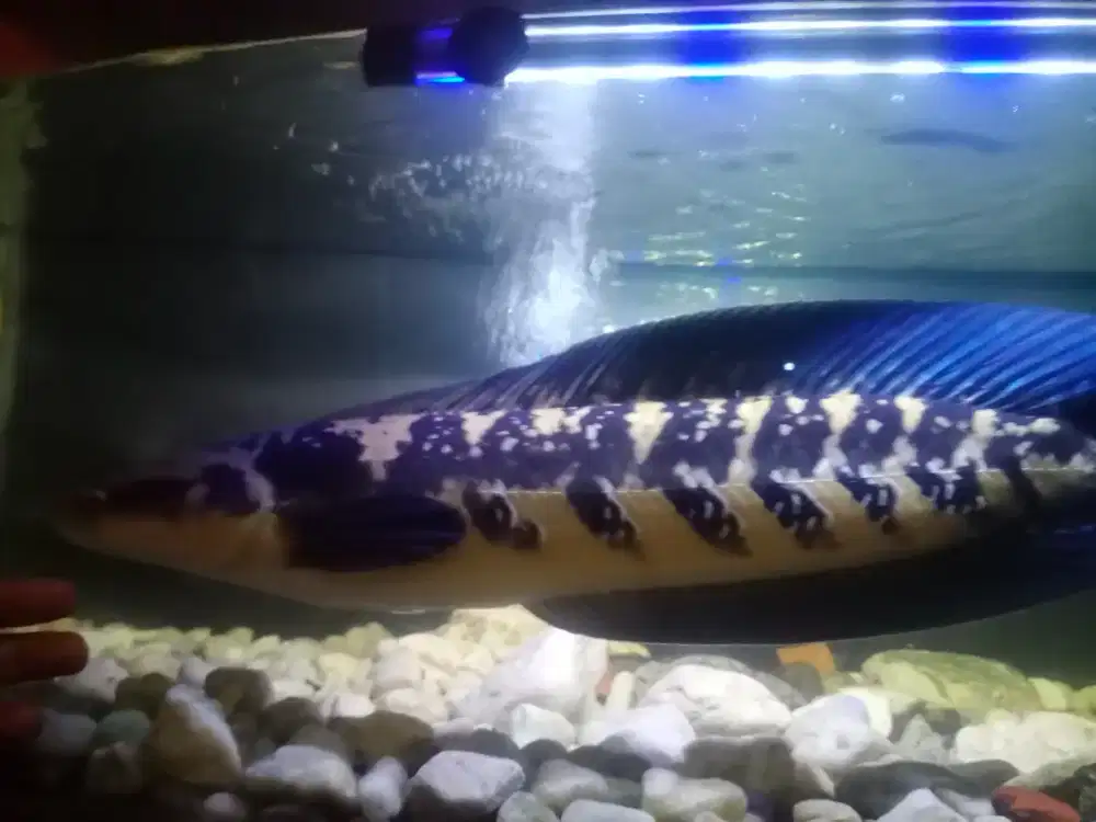 Ikan chana maru 50 cm