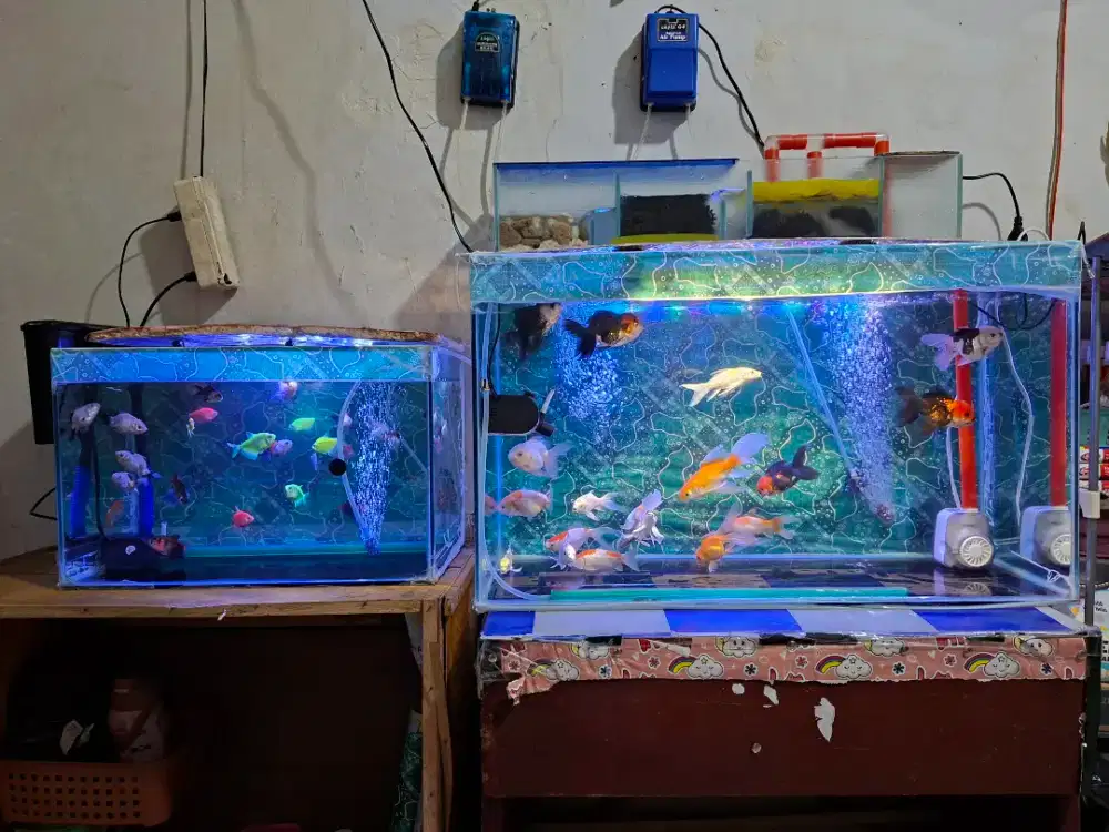 Aquarium Ikan Fullset