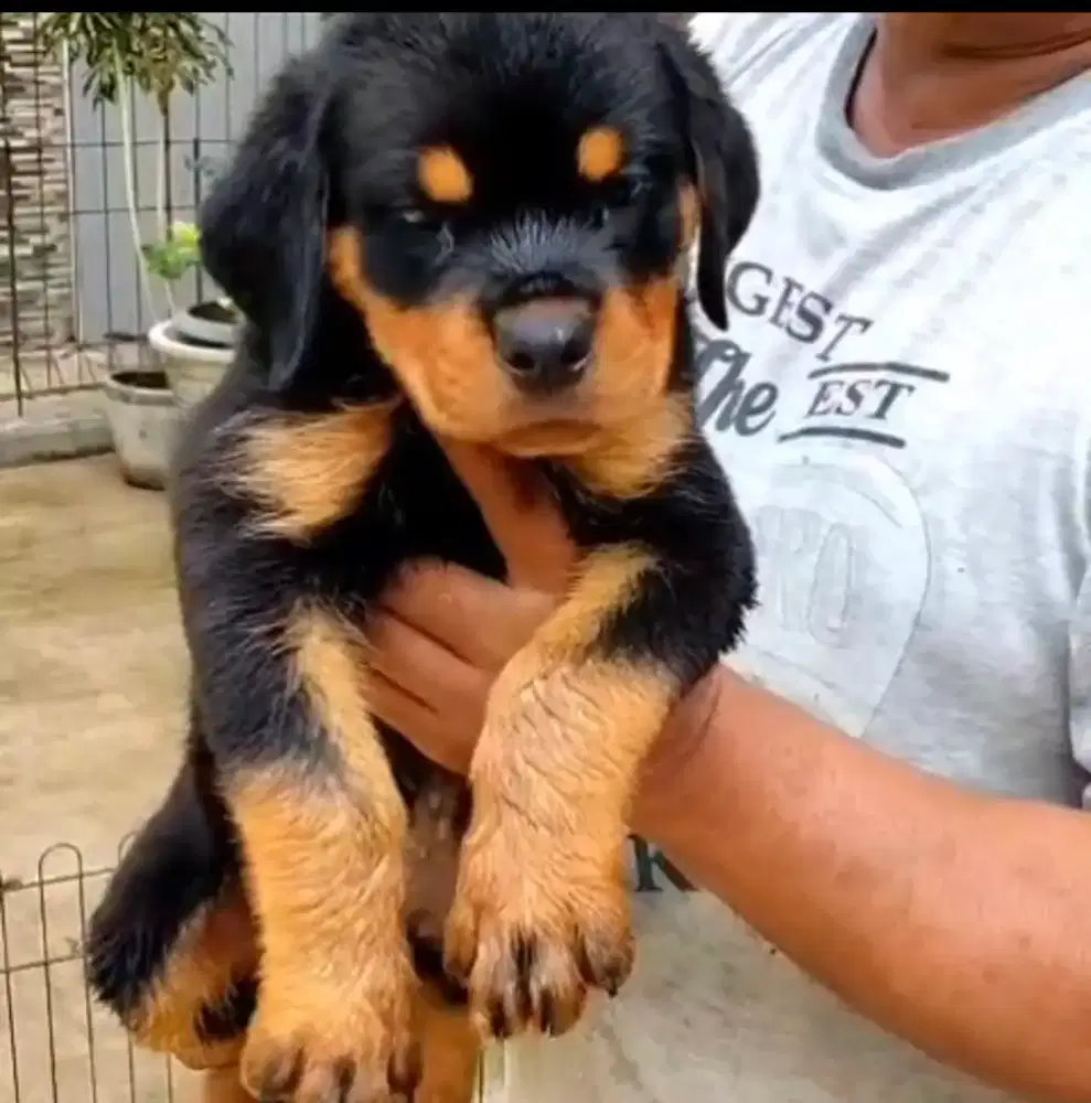 Rottweiler Jantan Non stamboom
