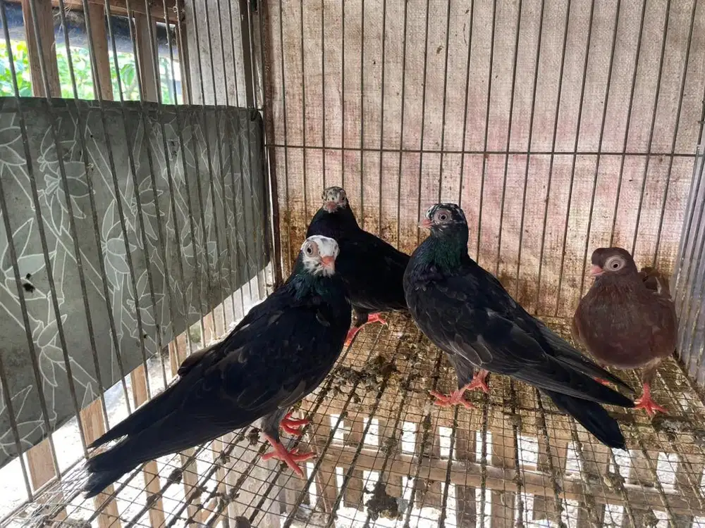 Merpati hias wina