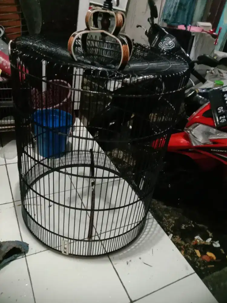 Kandang murai no 1 minusan