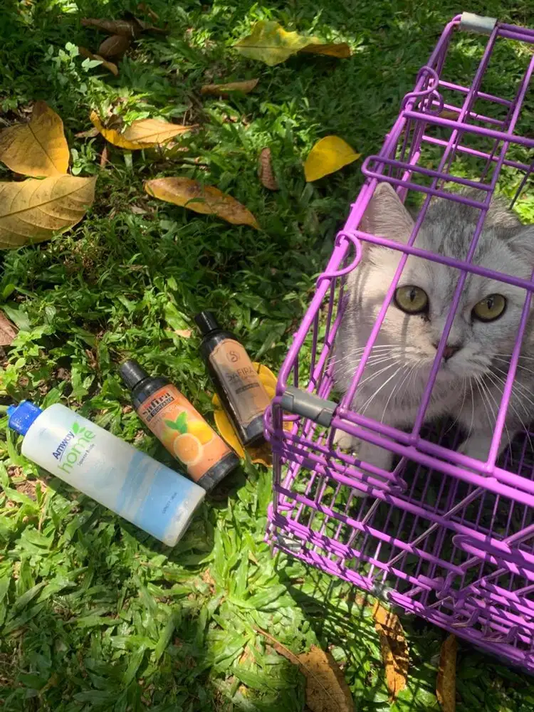 GROOMING KUCING | SALON KUCING