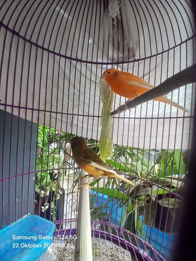 Burung kenari, jenis Af N Lofer umur 7 - 10 bulan. Gacor