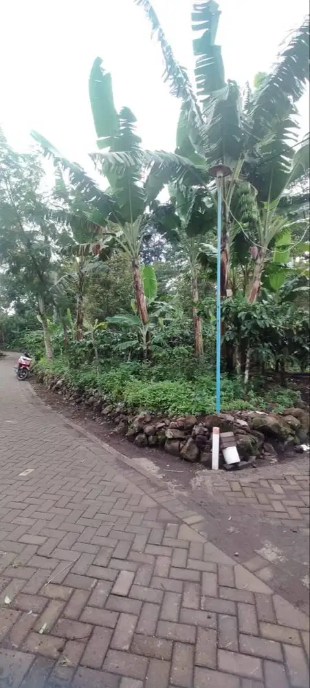 Jual tanah pekarangan full tanaman siap panen