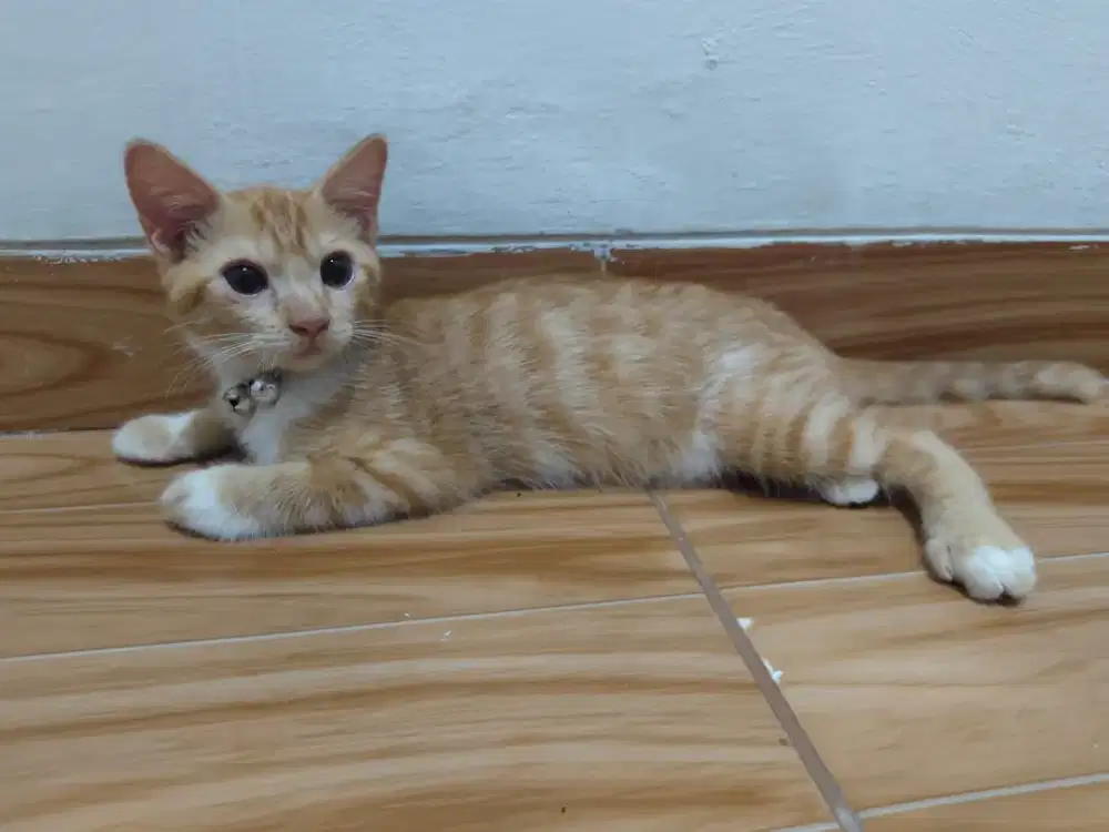 Kitten mix Persia-Anggora