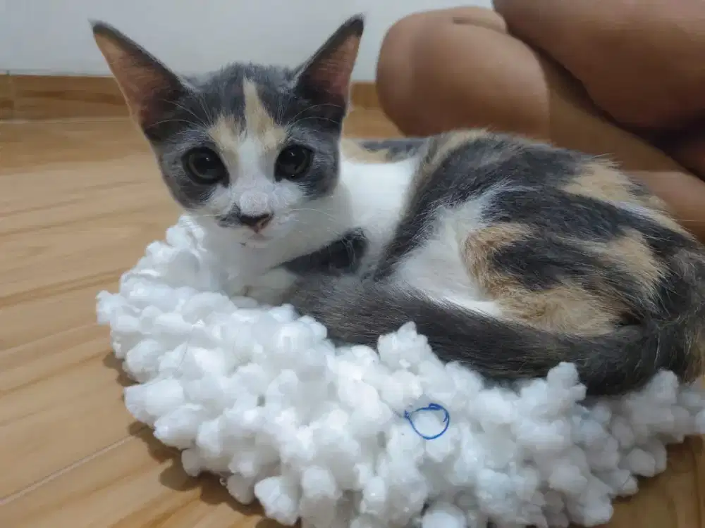 Kitten Mix Persia-Anggora