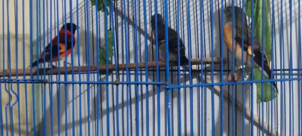 Dijual Burung Red Siskin full set