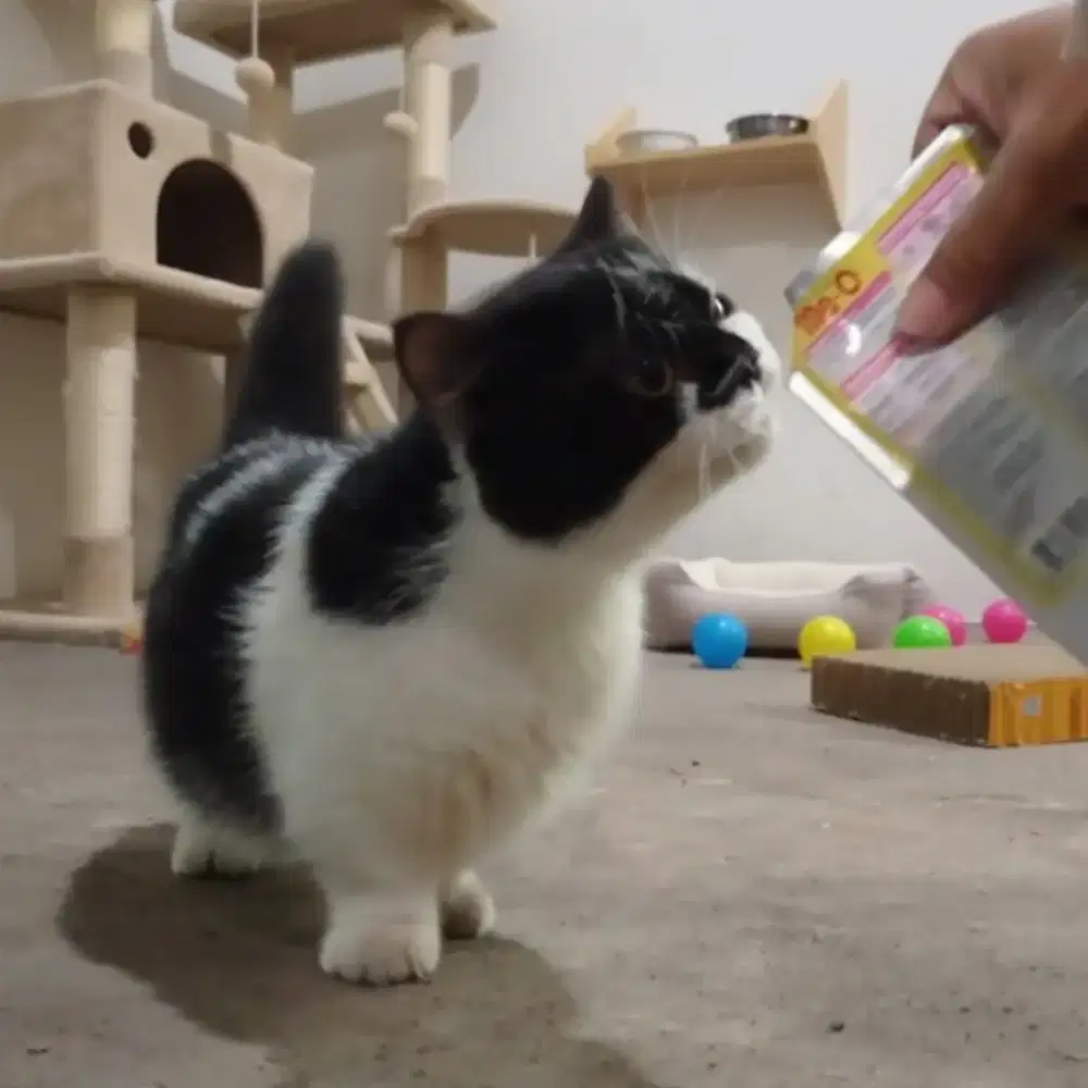 Kucing cebol BSH tuxedo