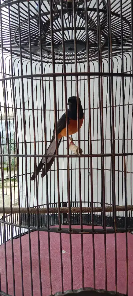 Jual murai baru medan gacor