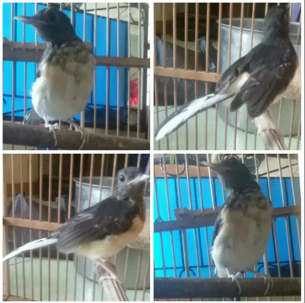 Murai batu panda trotol jantan