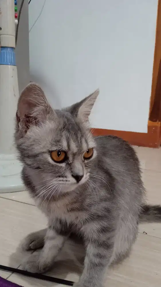 Kucing Persia medium