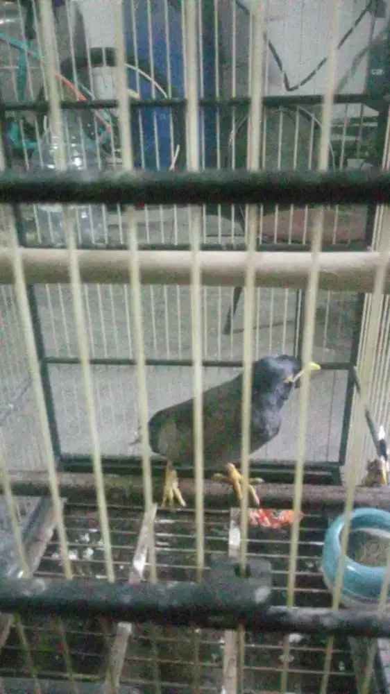 Dijual jalak nias rawatan dari remaja,mulus jinak tidak grabak