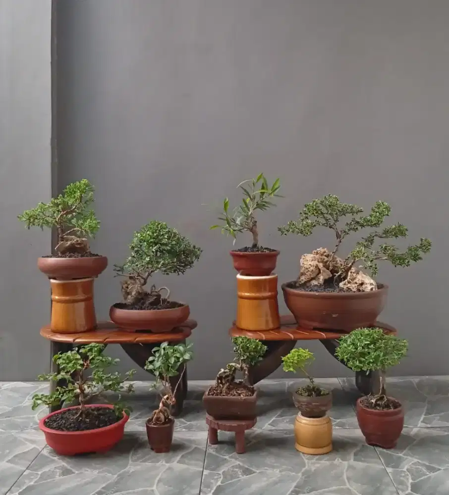Borongan bonsai hias ada 9 pohon