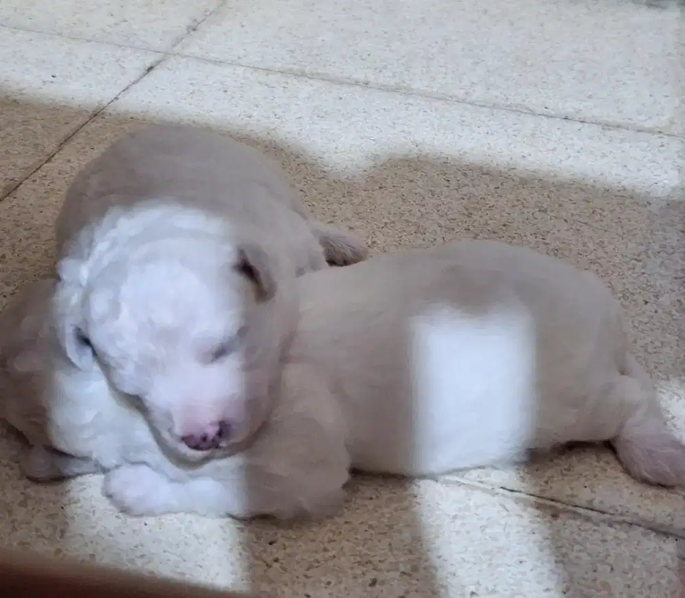 Bichon puppy jantan non stb