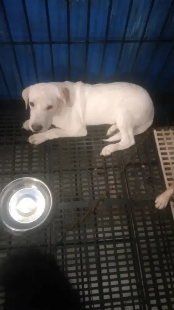 Labrador mix golden jantan 4 bulan