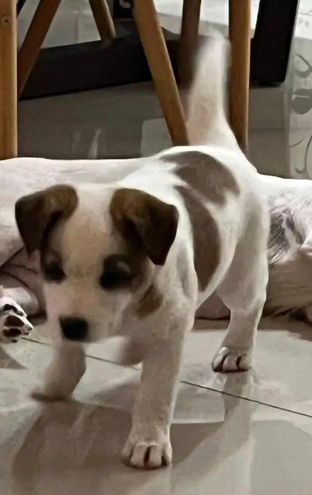 Anak anjing jack russell mix