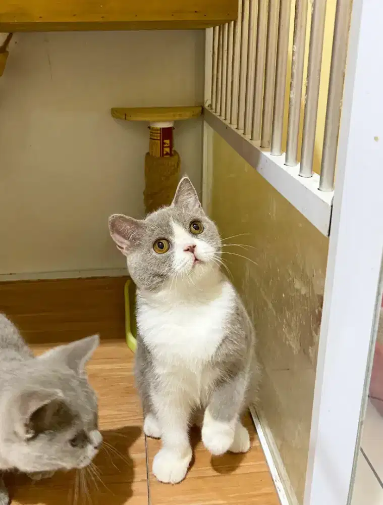 BRITISH SHORTHAIR/BSH LILAC BICOLOUR