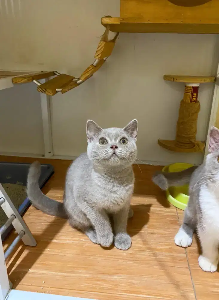 BRITISH SHORTHAIR / BSH LILAC